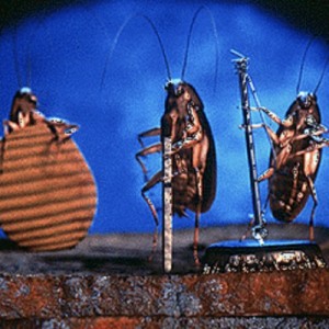 Singing roaches